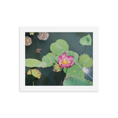 Lotus Framed photo paper poster - Ikan Island